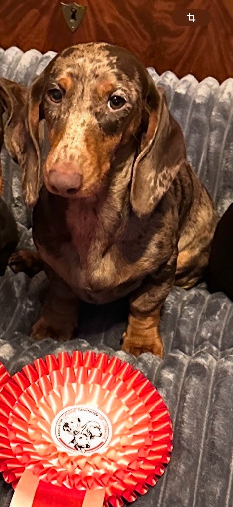 Artemis Des Bois De Moselle