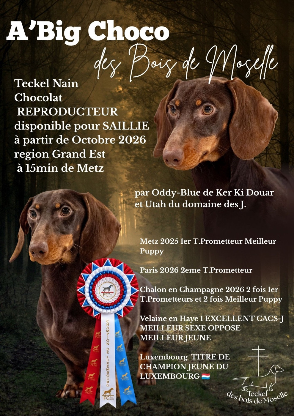Des Bois De Moselle A'BIG CHOCO 