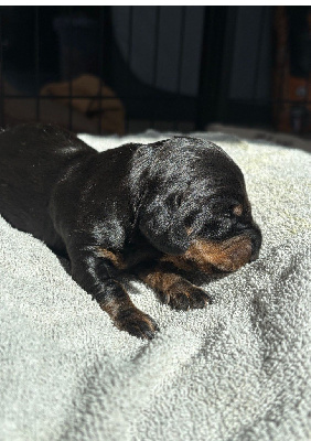 CHIOT 3