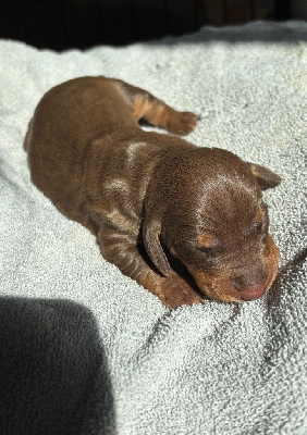 CHIOT 6