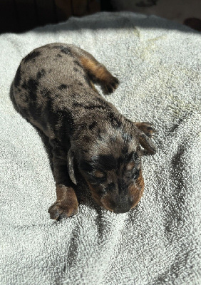 CHIOT 1