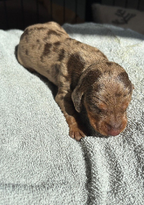 CHIOT 7