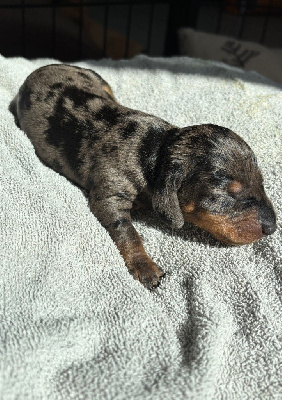 CHIOT 2
